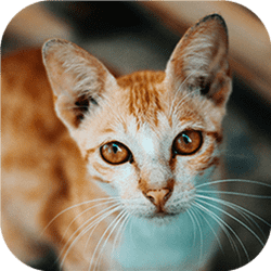 Kedi-Harikası Bulmaca Mücadelesi Oyunu